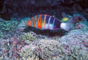 harlequin-tuskfish;tuskfish;tusk-fish;wrasse;lady-elliot-island;great-barrier-reef;colourful-fish;co