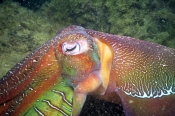 Cephalopodes