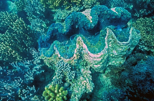 clam;tridacna clam;marine bivalve mollusk;marine mollusk;lady elliot island;great barrier reef;coral reef