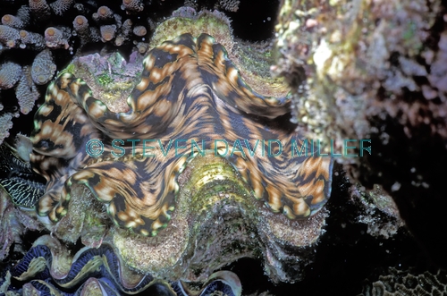 clam;tridacna clam;marine bivalve mollusk;marine mollusk;lizard island;great barrier reef;coral reef