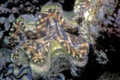 clam;tridacna-clam;marine-bivalve-mollusk;marine-mollusk;lizard-island;great-barrier-reef;coral-reef