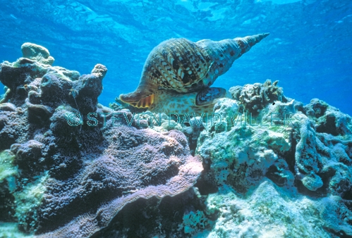 giant triton shell;triton shell;tritan shells;coral reef;great barrier reef;lady musgrave island;triton shell on coral reef;charonia tritonis
