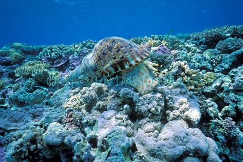 giant triton shell;triton shell;tritan shells;coral reef;great barrier reef;lady musgrave island;triton shell on coral reef;charonia tritonis
