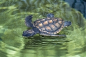 loggerhead-turtle-hatchling