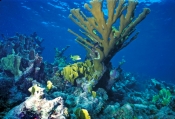 elkhorn-coral;coral;hard-coral;acropora-palmata;branching-coral;florida-keys-marine-sanctuary;florid