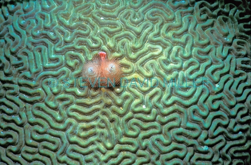 brain coral;hard coral;christmas tree worm;upper florida keys;florida keys marine sanctuary;Spirobranchus giganteus;family mussidae