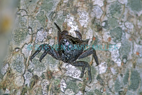 mangrove tree crab picture;mangrove tree crab;mangrove crab;tree crab;florida mangroves;mangroves;animals that live in mangroves;ding darling national wildlife refuge;sanibel island;southwest florida