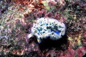 lettuce-sea-slug;sea-slug;marine-gastropod-mollusk;gastropod;marine-slug;colorful-sea-slug;florida-k