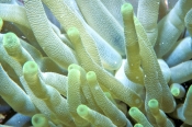 sea-anemone;sea-anemone-tentacles;order-actiniara;upper-florida-keys;florida-keys-marine-sanctuary