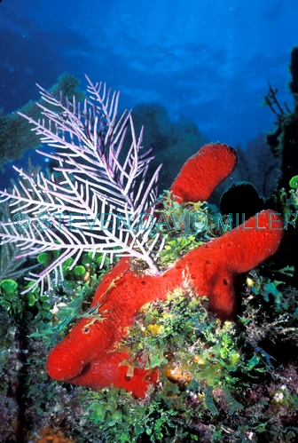 tube sponge;branching tube sponge;red branching tube sponge;red tube sponge;florida keys coral reef;florida keys marine life;florida keys marine sanctuary;invertebrate life;invertebrates