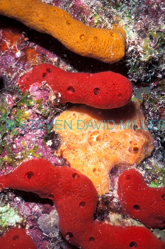 encrusiting sponge;encrusting sponges;orange encrusting sponge;red encrusting sponge;florida keys coral reef;florida keys marine life;florida keys marine sanctuary;invertebrate life;invertebrates