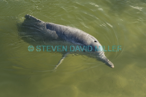 indo-pacific humpback dolphin;sousa chinensis;great sandy strait;tin can bay dolphins;steven david miller