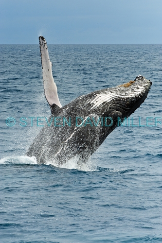 humpback whale;megaptera novaeangliae;humpback whale breaching;humpback whale leaping;humpback whale watching;hervey bay;queensland;whale watching;hervey bay whale watching