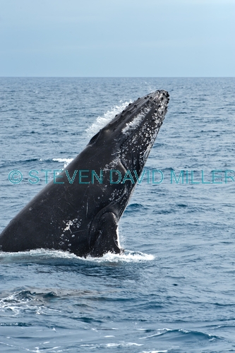 humpback whale;megaptera novaeangliae;humpback whale breaching;humpback whale leaping;humpback whale watching;hervey bay;queensland;whale watching;hervey bay whale watching