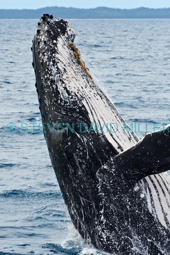 humpback whale;megaptera novaeangliae;humpback whale breaching;humpback whale leaping;humpback whale watching;hervey bay;queensland;hervey bay whale watching;whale watching
