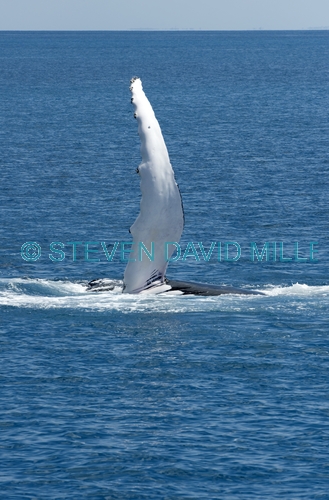 humpback whale;megaptera novaeangliae;humpback whale pectoral fin;whale pectoral fin;hervey bay;queensland;whale watching;hervey bay;humpback whale watching