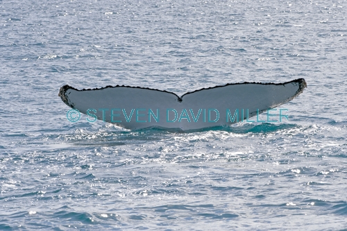 humpback whale;megaptera novaeangliae;humpback whale diving;humpback whale tail;whale tail;hervey bay;queensland;whale watching;hervey bay whale watching;humpback whale watching