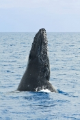 humpback-whale;megaptera-novaeangliae;humpback-whale-breaching;humpback-whale-leaping;humpback-whale