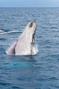humpback-whale;megaptera-novaeangliae;humpback-whale-breaching;humpback-whale-leaping;humpback-whale
