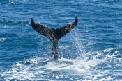 humpback-whale-calf;megaptera-novaeangliae;humpback-whale-calf-playing;humpback-whale-calf-tail-slap