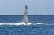 humpback-whale;humpback-whale-pectoral-fin;humpback-whale-flipper;megaptera-novaeangliae;whale-pecto