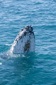 humpback-whale;megaptera-novaeangliae;humpback-whale-spyhopping;barnacles-on-whale;humpback-whale-to