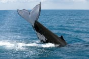 humpback-whale;megaptera-novaeangliae;humpback-whale-tale-slapping;humpback-whale-tail;humpback-whal