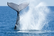 humpback-whale;megaptera-novaeangliae;humpback-whale-tale-slapping;humpback-whale-tail;hervey-bay;qu