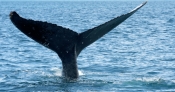Tail-sailing, Tail-slapping, Whale Tails