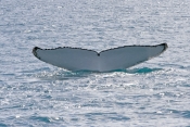 humpback-whale;megaptera-novaeangliae;humpback-whale-diving;humpback-whale-tail;whale-tail;hervey-ba