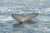 humpback-whale;megaptera-novaeangliae;humpback-whale-tail;humpback-whale-watching;whale-tail;tail;he