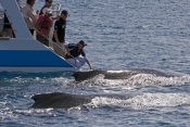humpback-whale;megaptera-novaeangliae;humpback-whale-looking-at-boat;hervey-bay;queensland;whale-wat
