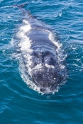 humpback-whale;megaptera-novaeangliae;humpback-whale-surfacing;humpback-whale-top-of-head;hervey-bay