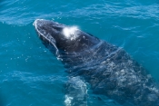 humpback-whale;megaptera-novaeangliae;humpback-whale-surfacing;humpback-whale-exhaling;humpback-whal