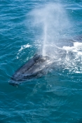 humpback-whale;megaptera-novaeangliae;humpback-whale-surfacing;humpback-whale-exhaling;hervey-bay;qu