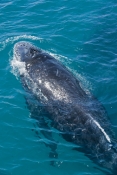 humpback-whale;megaptera-novaeangliae;humpback-whale-surfacing;humpback-whale-top-of-head;humpback-w