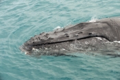 humpback-whale;megaptera-novaeangliae;humpback-whale-exhaling;humpback-whale-blowhole;humpback-whale