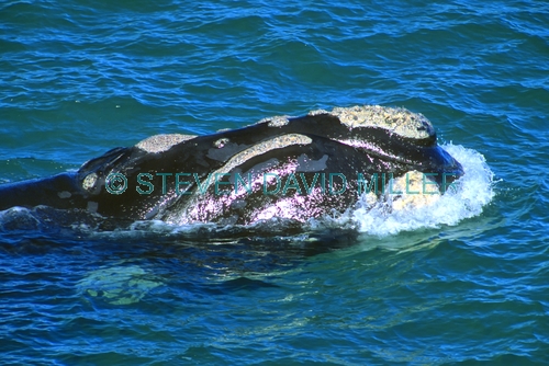 southern right whale picture;southern right whale;right whale;eubalaena australis;southern right whale head;southern right whale swimming;great australian bight marine park;yalata;south australia;steven david miller