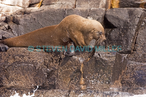 australian fur seal;fur seal;seal;wild seal;Arctocephalus pusillus doriferus;arctocephalus pusillus;south bruny national park;australian national park;tasmanian national park;south bruny island;tasmania