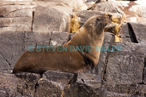 australian fur seal;fur seal;seal;wild seal;Arctocephalus pusillus doriferus;arctocephalus pusillus;south bruny national park;australian national park;tasmanian national park;south bruny island;tasmania