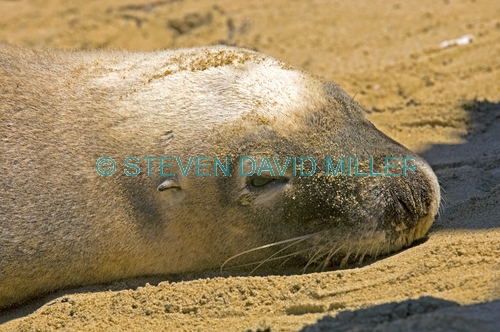 australia sea lion picture;australian sea lion;sea lion;sea-lion;seal;australian seals;sea-lion head;sea lion head;seal head;australian sea lion ear