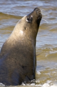 australian-sea-lion-picture;australian-sea-lion;male-sea-lion;sea-lion;sea-lion;australian-seals;sea