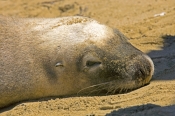 australia-sea-lion-picture;australian-sea-lion;sea-lion;sea-lion;seal;australian-seals;sea-lion-head