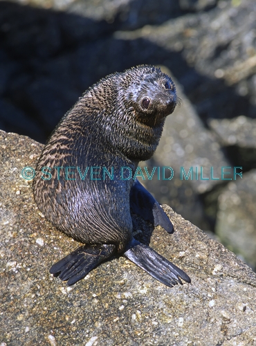 new zealand fur seal picture;new zealand fur seal;fur seal;arctocephalus forsteri;fur seal looking in camera;new zealand seal;cape foulwind fur seals;westport;marine mammals;south island;new zealand;steven david miller