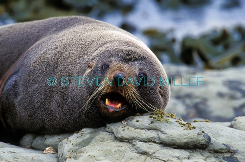new zealand fur seal;fur seal;seal;new zealand seal;Arctocephalus forsteri;kaikoura;kaikoura seal colony;new zealand fur seal colony at kaikoura;marine mammal;new zealand marine mammal