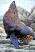 new-zealand-fur-seal;fur-seal;seal;new-zealand-seal;Arctocephalus-forsteri;kaikoura;kaikoura-seal-co