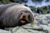 new-zealand-fur-seal;fur-seal;seal;new-zealand-seal;Arctocephalus-forsteri;kaikoura;kaikoura-seal-co