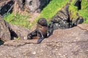 new-zealand-fur-seal-picture;new-zealand-fur-seal;fur-seal;arctocephalus-forsteri;fur-seal-looking-i