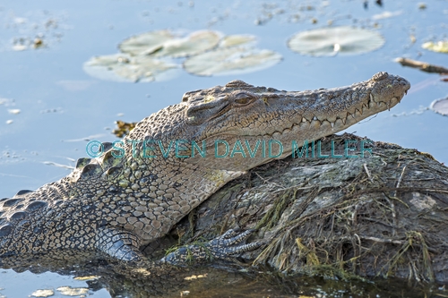 esturine crocodile picture;estuarine crocodile;saltwater crocodile;crocodile;crocodylus porosus;man-eating crocodile;dangerous crocodile;australian crocodile;crocodile sunning itself;crocodile head;crocodile out of water;yellow waters;east alligator river;kakadu national park;northern territory;australia;steven david miller