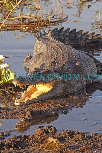 estuarine crocodile;saltwater crocodile;australian crocodile;crocodylus porosus;estuarine crocodile sunning;estuaring crocodile with mouth open;kakadu crocodile;kakadu national park;yellow waters wetland;yellow waters;man-eating crocodile;dangerous crocodile;south alligator river